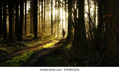 Hunt in the south of Belgium; hunter through the trees and the morning sunlight - Shutterstock ID 1953815233