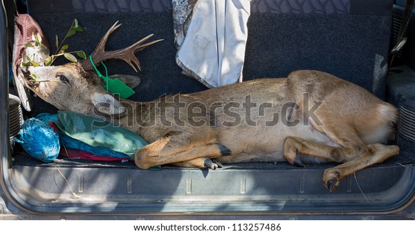 hunted roe deer in car\
trunk, wide view