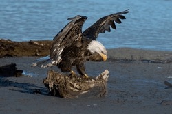 A Hunter Bald Eagle Spreads Its Wings On A Tree Stump Near Sea