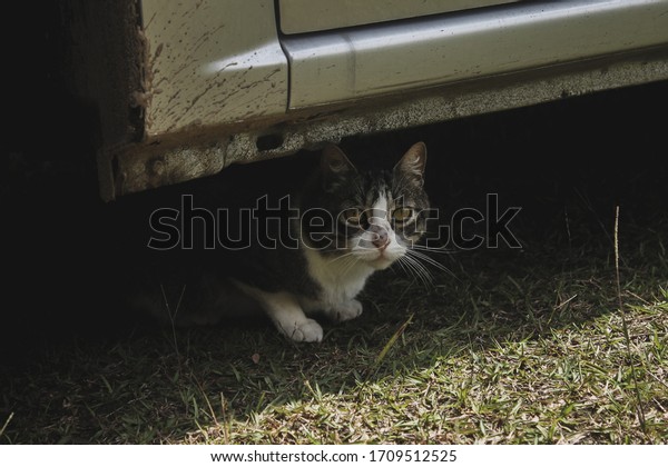 Hunter cat under a\
car stares at the camera