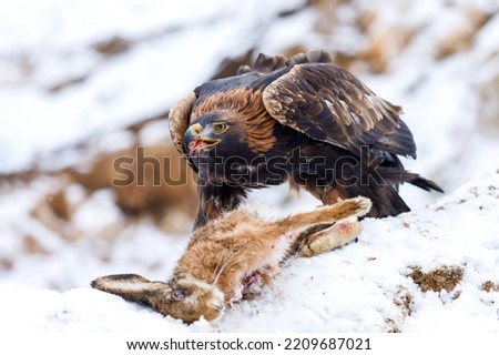 Hunter with caught prey. Golden eagle, Aquila chrysaetos, tears bone from killed hare. Eagle in snowy mountains. Majestic raptor in beautiful wild nature. Hungry predator. Winter wildlife from Europe.