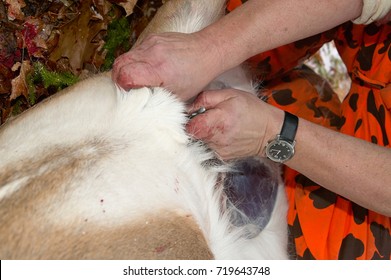 Hunter Eviscerating A White Tailed Deer After Slitting Its Abdomen To Remove The Entrails Or Guts In A Close Up View Of His Hand