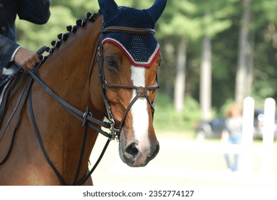 Hunter jumper horse with braids tack and a martingale at a horse show. - Shutterstock ID 2352774127