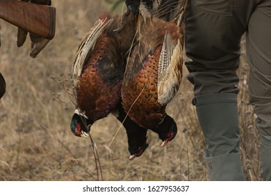 Hunter with prey, a pheasant in his hand at a field. - Powered by Shutterstock