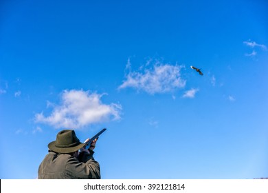 Hunter Is Shooting At A Pheasant. Close View.