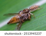 a hunter spider catches flies to serve as breakfast