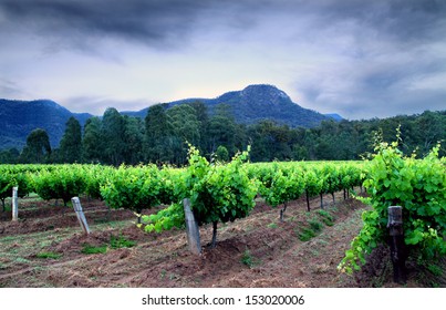 Hunter Valley Vineyards 