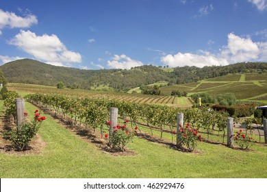 Hunter Valley Winery Australia