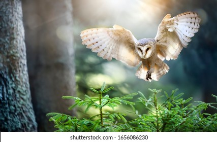 Hunting Barn Owl in flight.  Wildlife scene from wild forest. Flying bird tyto alba. - Powered by Shutterstock