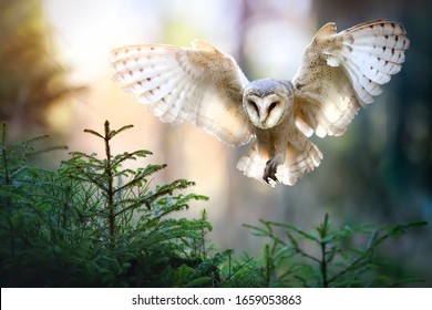 barn owl landing