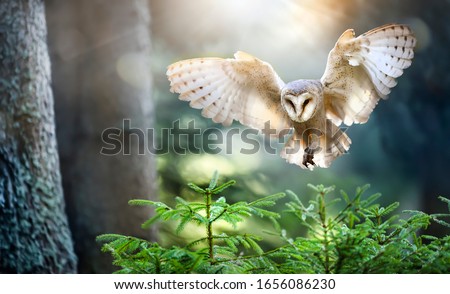 Hunting Barn Owl in flight.  Wildlife scene from wild forest. Flying bird tyto alba.