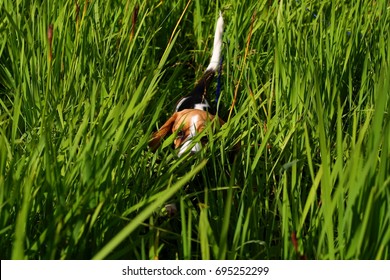 Hunting Beagle Dog Hide In Tall Grass. White Tail Sticking Up.