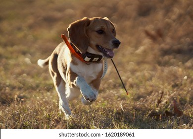 Hunting Beagle With GPS Collar