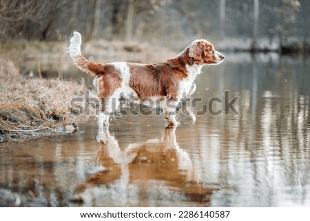 Hunting bird dog welsh springer spaniel standing in water. Reflection in water of healthy happy cute dog.