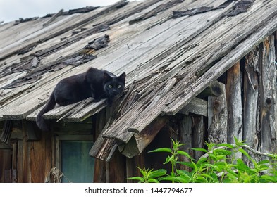 Hunting Black Farm Cat On Falling Stock Photo 1447794677 | Shutterstock