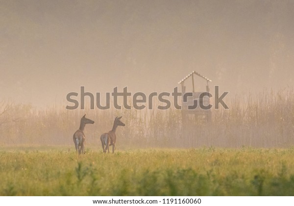 Hunting\
Blind and two hind  Cervus elaphus in\
automn