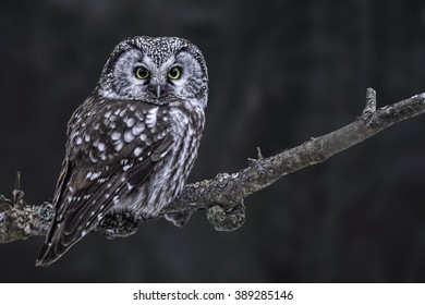 Hunting Boreal Owl, Aegolius Funereus