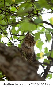 hunting cat high up in tree, cat stuck in tree rescue