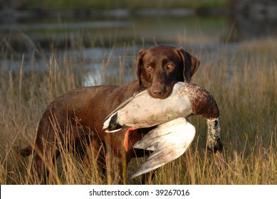 Hunting Chocolate Labrador Retriever