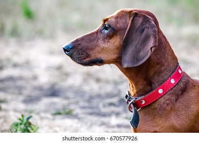 Dachshundlonghair Images, Stock Photos & Vectors | Shutterstock