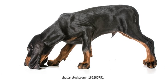 Hunting Dog - Black And Tan Coonhound Sniffing The Ground On White Background