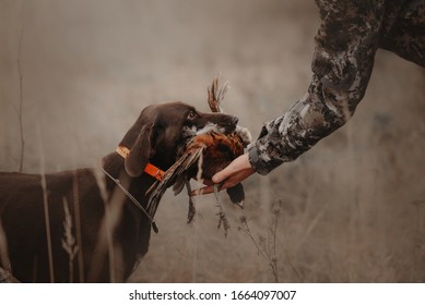 hunting dog brings pheasant game back to owner - Shutterstock ID 1664097007