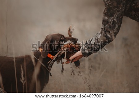 hunting dog brings pheasant game back to owner