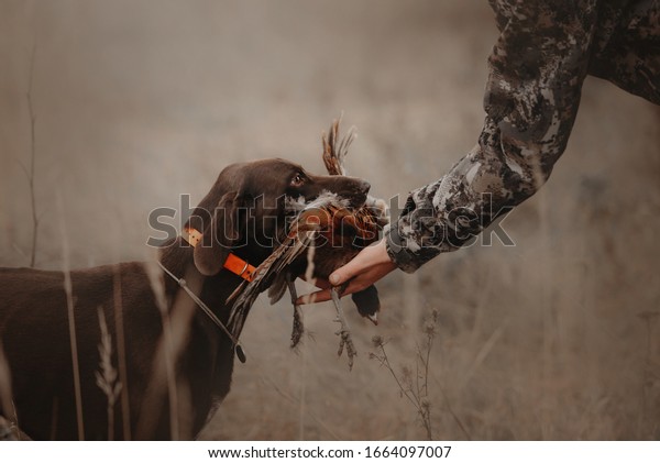 hunting dog brings\
pheasant game back to\
owner