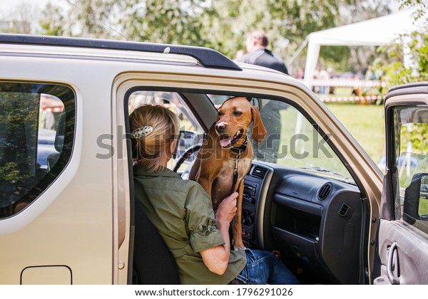 hunting dog in the car.\
Pointer looks out of the open car. The dog is sitting in the front\
seat. Dog breed pointer in the hands of the owner.Traveling with a\
dog