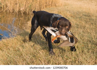 Duck Hunting Dog Stock Photos Images Photography Shutterstock