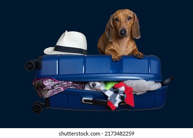 A Hunting Dog Of The Dachshund Breed Lies On An Open Large Blue Suitcase Among Various Things In A Photo Studio And Carefully Looks Into The Camera. Happy Weekend Trip. No People Photography.