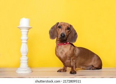 A Hunting Dog Of The Dachshund Breed Sits On The Structure Wooden Table Next To A Vintage Texture Craft White Candlestick By Yellow Wall As Background And Looks Attentively Into The Camera. 