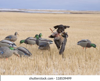Hunting dog with a duck