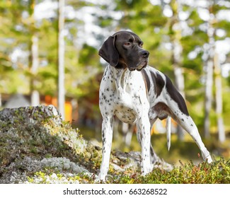 Animal Pointer Stock Photos Images Photography Shutterstock