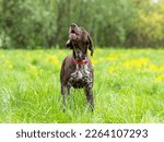 Hunting dog German Smooth-haired Pointer barks while standing in a field on a green lawn