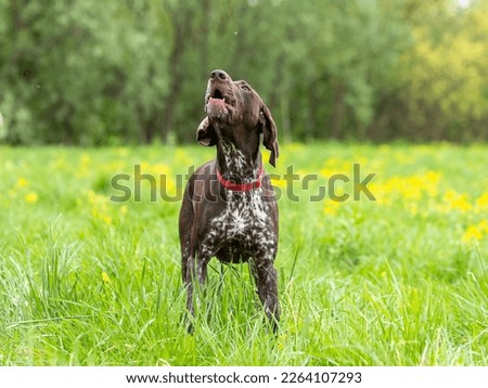 Hunting dog German Smooth-haired Pointer barks while standing in a field on a green lawn