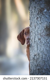 The Hunting Dog Is Hiding Behind A Tree