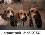 hunting dog with his friends, inside an enclosure