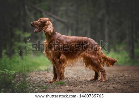 Hunting dog. Irish setter in summer forest