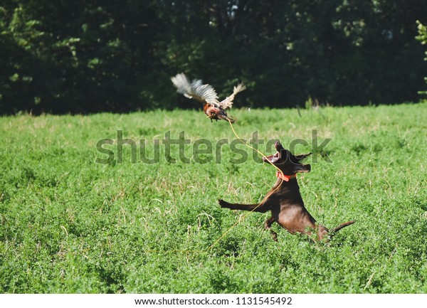 Hunting\
dog is jumping to catch a pheasant in the\
field.