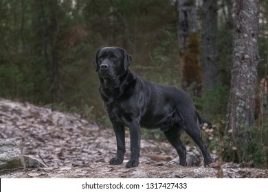 Hunting Dog. Labrador Retriever In Autumn Forest