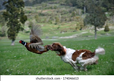 Hunting Dog Latches On To Male Ring-necked Pheasant, Phasianus Colchinus. (The Bird Did Escape Without Much Injury)