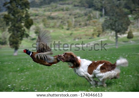 hunting dog latches on to male ring-necked pheasant, Phasianus colchinus. (The bird did escape without much injury)