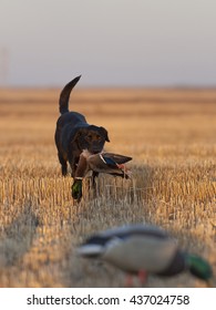 A Hunting Dog With A Mallard Duck