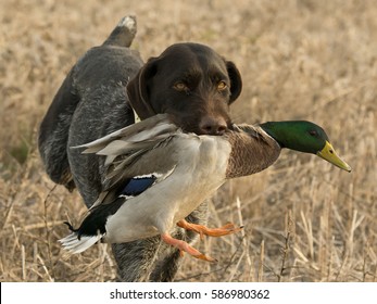 A Hunting Dog With A Mallard Duck