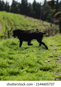 Hunting Dog On New Zealand Farm