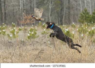 Hunting dog on point