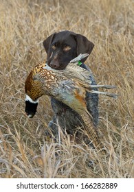 Hunting Dog With A Pheasant