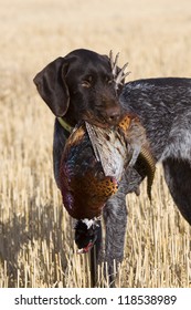 Hunting Dog with a Phesant