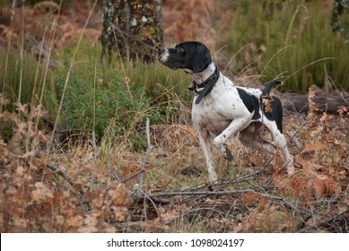 Hunting Dog, Pointer Breed, Pointing